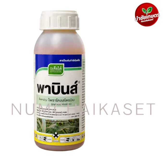 พาบินส์ 500cc