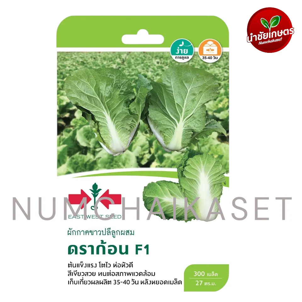 [S0855GG] GG ผักกาดขาวปลี ดราก้อน F1