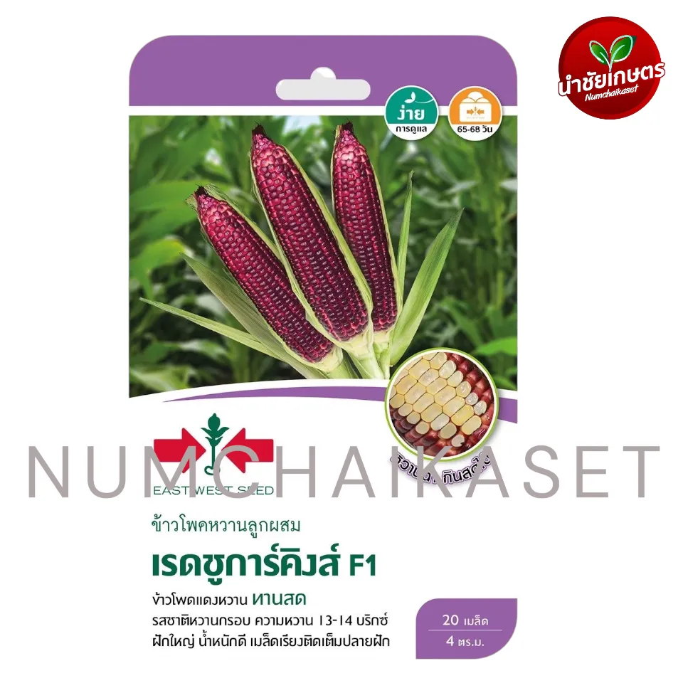 [S0709GG] GG ข้าวโพดหวาน เรดชูการ์คิงส์ F1