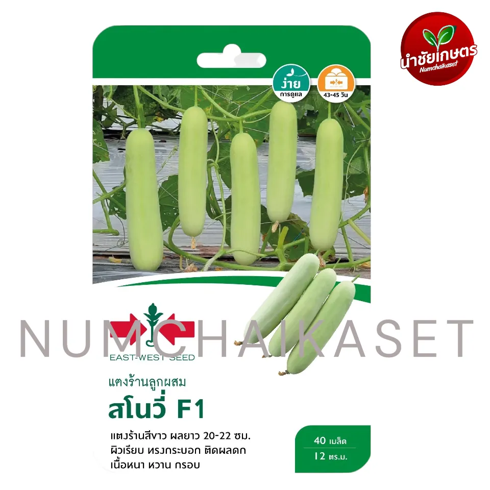 [S0782GG] GG แตงร้าน สโนวี่ F1