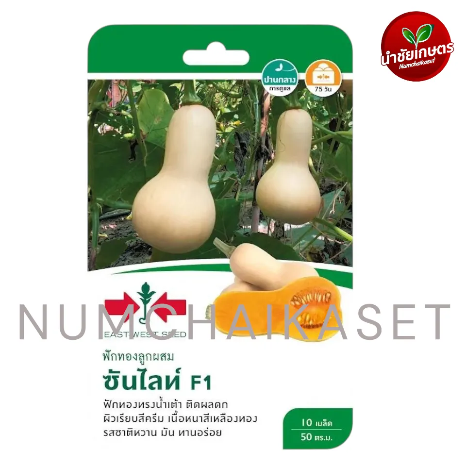 GG ฟักทอง F1 ซันไลท์