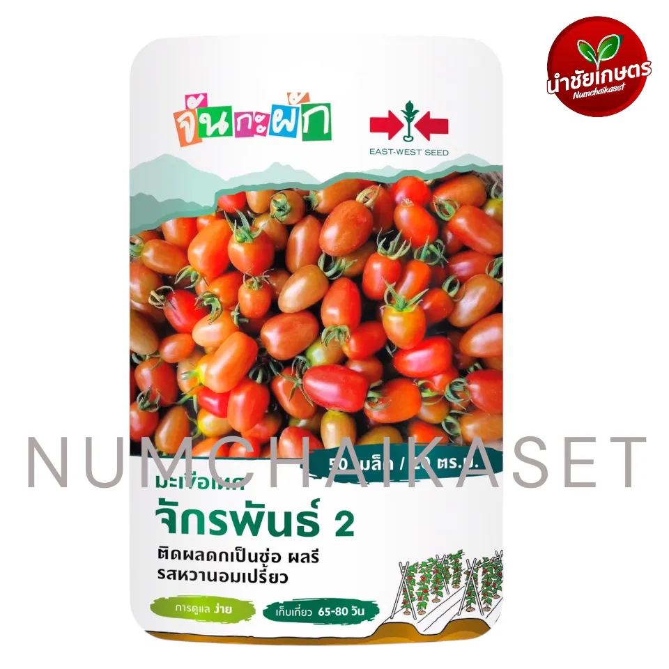 GG มะเขือเทศจักรพันธ์2