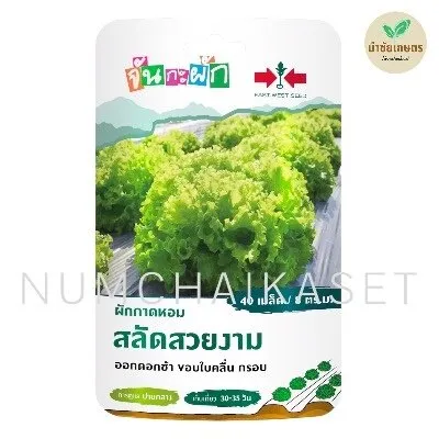 [S0100GG] GG ผักกาดหอมสลัดสวยงาม