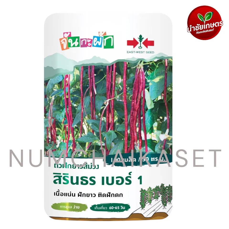 GG ถั่วแขกสีม่วงสิรินธร เบอร์1