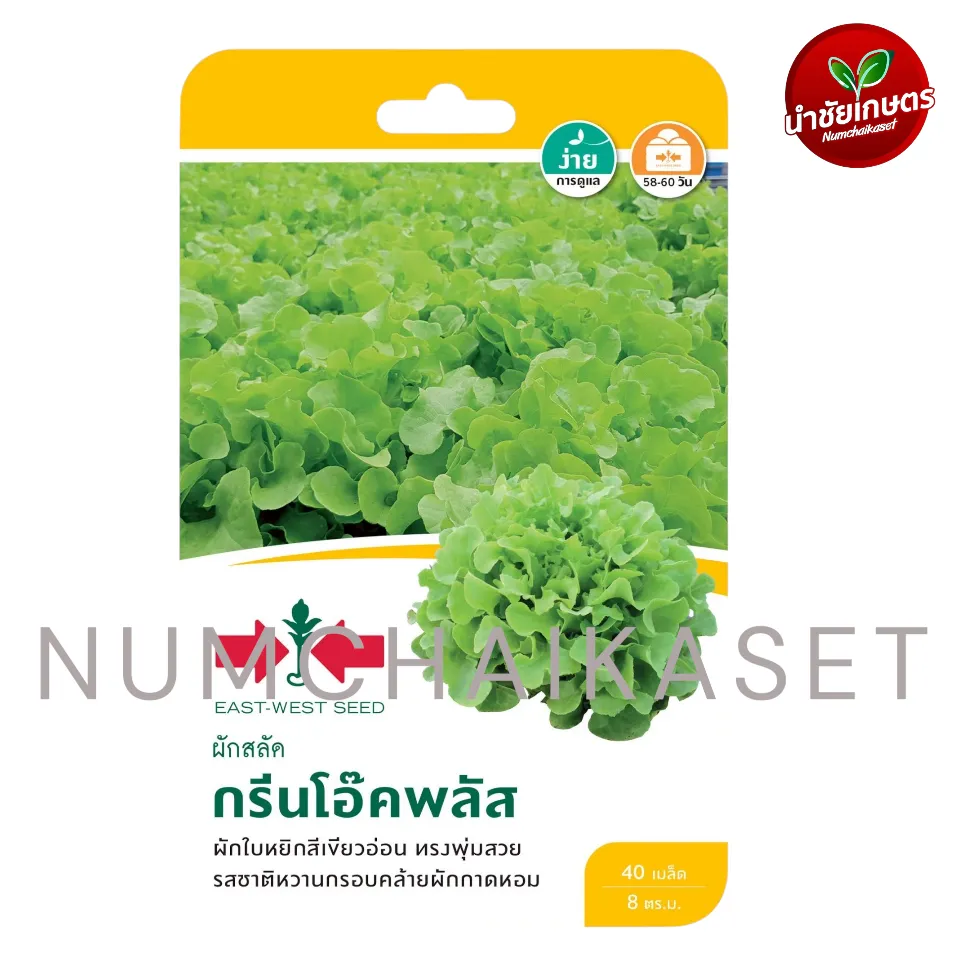[S0105GG] GG ผักสลัด กรีนโอ๊คพลัส