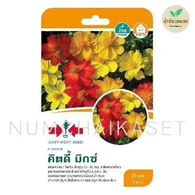 [S0047GG] GG ดาวกระจาย คิตดี้ มิกซ์ ต้นเตี้ย