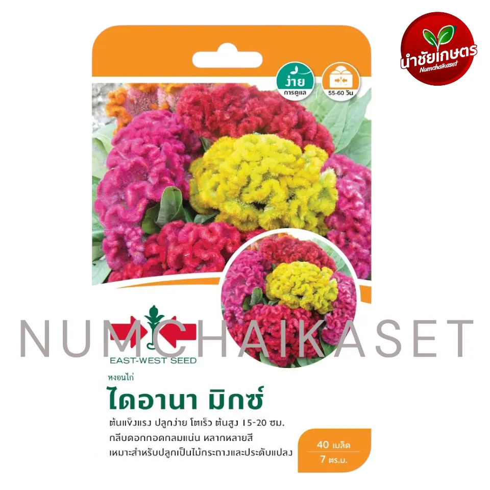 GG หงอนไก่ ไดอานา มิกซ์