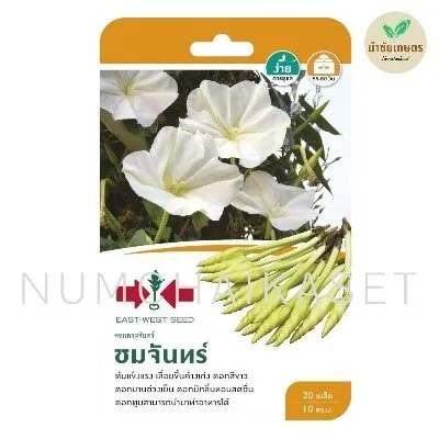 [S0046GG] GG ดอกพระจันทร์ ชมจันทร์