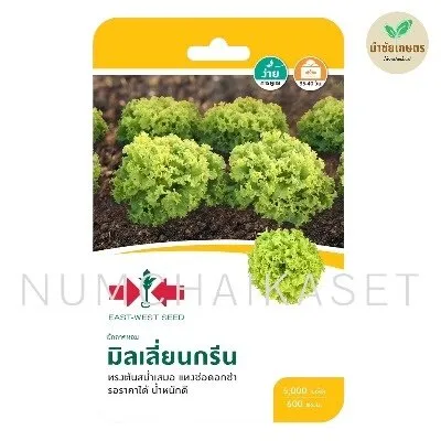 [S0099GG] GG ผักกาดหอมแกรนด์ แรปิดส์