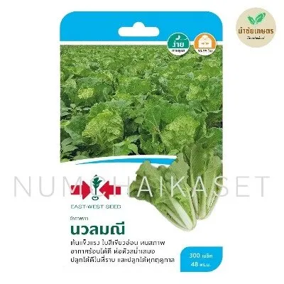[S0095GG] GG ผักกาดขาวปลี นวลมณี