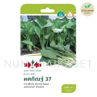 [S0092GG] GG ผักกาดกวางตุ้งต้น ทศกัณฐ์