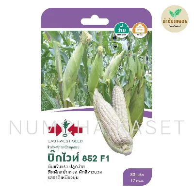 [S0036GG] GG ข้าวโพด F1 บิ๊กไวท์ 852