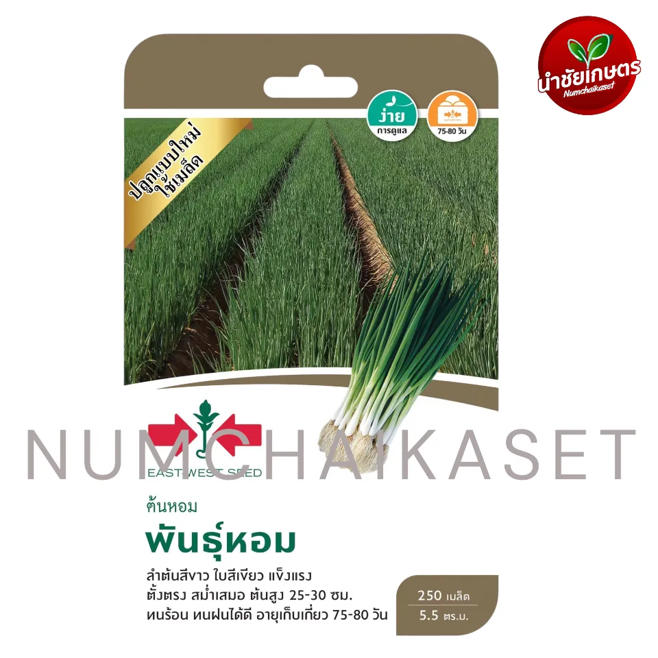 [S0823GG] GG ต้นหอม พันธุ์หอม