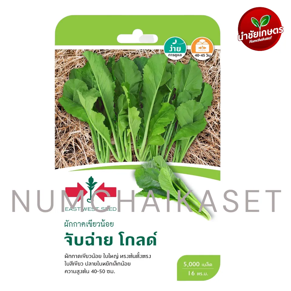[S0834GG] GG ผักกาดเขียวน้อย จับฉ่าย โกลด์