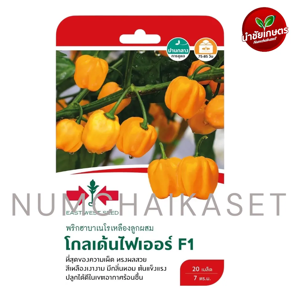 [S0805GG] GG พริกฮาบาเนโรเหลือง โกลเด้นไฟเออร์ F1