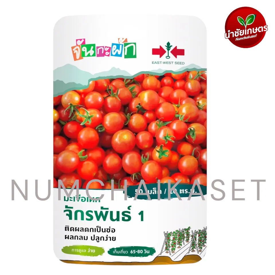 GG มะเขือเทศจักรพันธ์1
