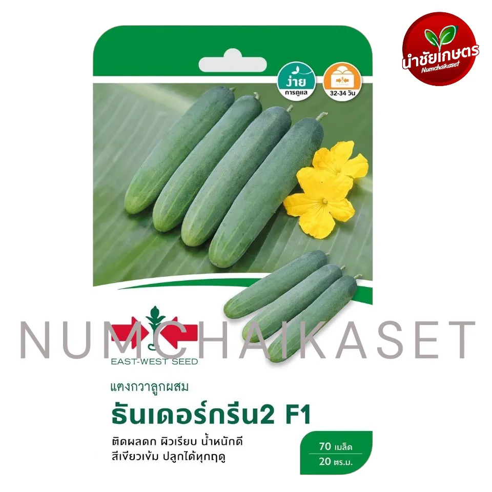 [S0011GG] GG แตงกวา F1 ธันเดอร์กรีน2