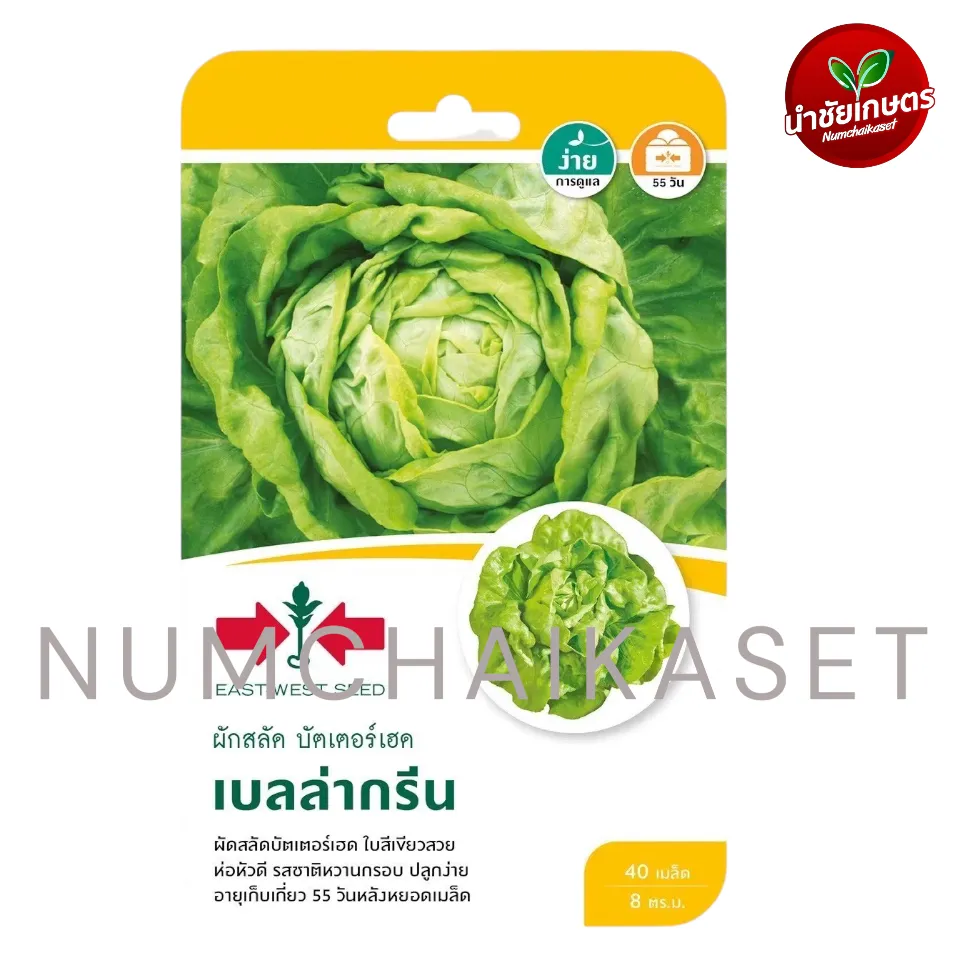 [S0029GG] GG ผักสลัดเบลล่ากรีน